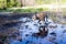 Free dog explores nature in a mud puddle. happy pit bull dog plays outdoors, training a dog in freedom. Dog pointing to something