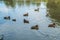 Free ducks swimming in the water in Sempione Park, Milan