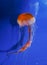 Free-Floating Luminescent Jellyfish