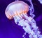 Free-Floating Luminescent Jellyfish at North Carolina Aquarium