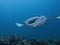 Free floating stingrays under water in Maldives