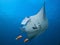 Free floating stingrays under water in Maldives