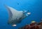 Free floating stingrays under water in Maldives