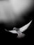 Free flying gray shtihel dove isolated