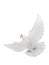 Free flying white dove isolated