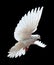 A free flying white dove isolated on a black