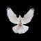 A free flying white dove isolated on a black