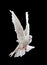 A free flying white dove isolated on a black