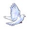 Free flying white dove, isolated sketch style illustration