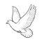 Free flying white dove, isolated sketch style illustration