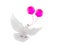 Free flying white dove with  pink balloons