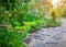 Free form pattern of black stone walkway and white gravel in a tropical backyard garden, greenery fern epiphyte plant