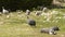 Free fowl guinea hens grazing in the meadow