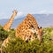 Free Giraffe in Kenya