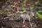 Free gray squirrel in an Italian forest