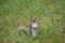 Free gray squirrel in an Italian forest