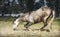 Free Grey horse kneeling at pasture background. Happy horses lifestyle