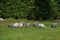 Free guinea hens grazing in the farmland