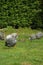 Free guinea hens grazing in the farmland