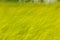 Free hand Abstract Shooting Rapeseed Field at Jeju, South Korea