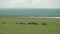 Free Herd of Wild Horses in Great Lakeside Meadow in Asia