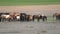 Free Herd of Wild Horses in Natural Lake Water