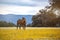 Free horse in a blossom meadow