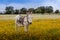 Free horse in a blossom meadow