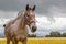 Free horse in a blossom meadow