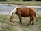 Free horse in high mountain pastures has cauterets high pyrenees