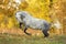 Free horse playing in the autumn background