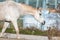 Free horses gallop on a ranch in the forest grassland in Bulgaria pure breed beautiful nature