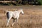 Free horses gallop on a ranch in the forest grassland in Bulgaria pure breed beautiful nature