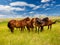 Free horses in the steppe