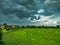 Free land enters the cow and feeding with the cloudy sky