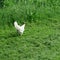 Free-living bright chickens with eating in full green grass