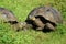 Free-living Galapagos giant tortoises on Santa Cruz Island, Gala