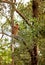 Free-living male Proboscis monkey in Borneos jungle