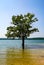 A free living tree in the lake near Istanbul.
