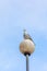 A free-loving wild bird against the blue sky