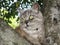 Free photo animals grey cat Persifona illustrations jpg