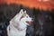 Free and prideful Siberian Husky dog sitting is on the snow in winter forest at sunset on mountain background