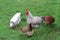 Free-rance hens and rooster on grass.