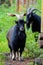 Free-range adult bearded black goats with big twisted horns in the countryside