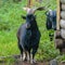 Free-range adult bearded black goats with big twisted horns in the countryside