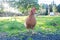 Free range backyard chicken on a small farm in Northland, New Zealand, NZ