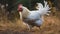 Free range bantam rooster standing in meadow generated by AI