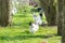 Free range Brahma chickens, hens and roosters, in a garden