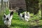 Free range Brahma chickens, hens and roosters, in a garden