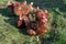 Free range brown hens of sustainable farm in chicken garden.